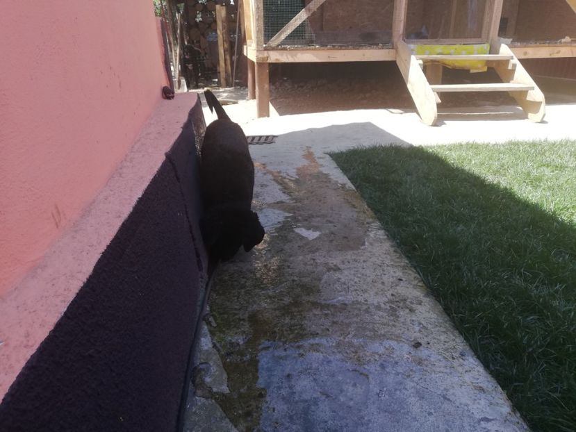  - 2020-Paznicul porumbeiilor