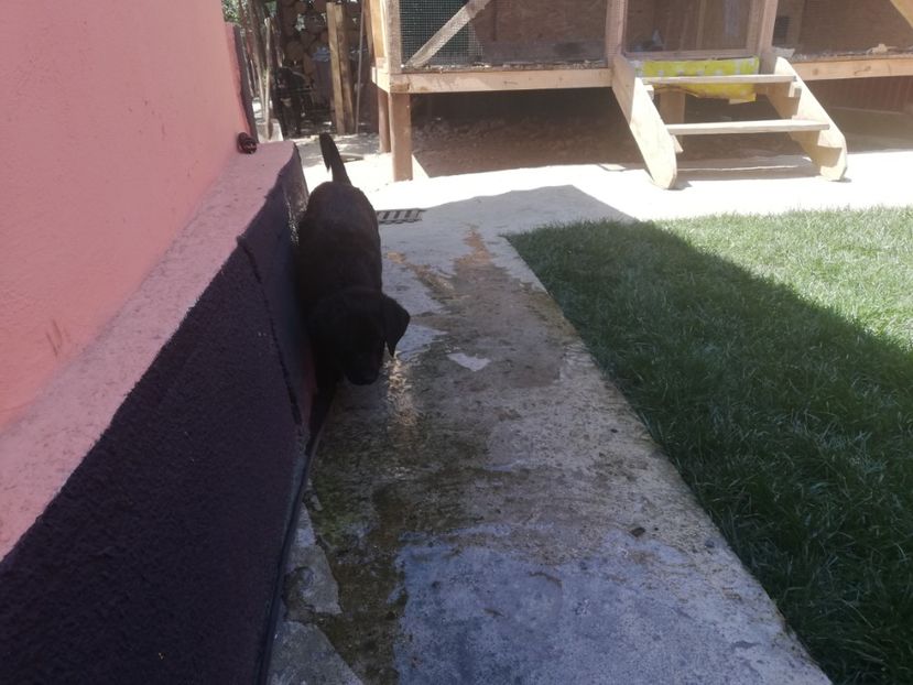  - 2020-Paznicul porumbeiilor