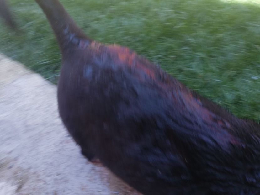  - 2020-Paznicul porumbeiilor