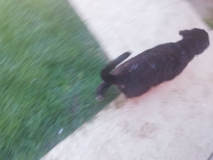  - 2020-Paznicul porumbeiilor