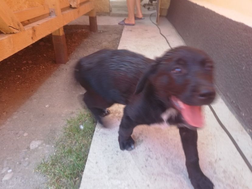  - 2020-Paznicul porumbeiilor