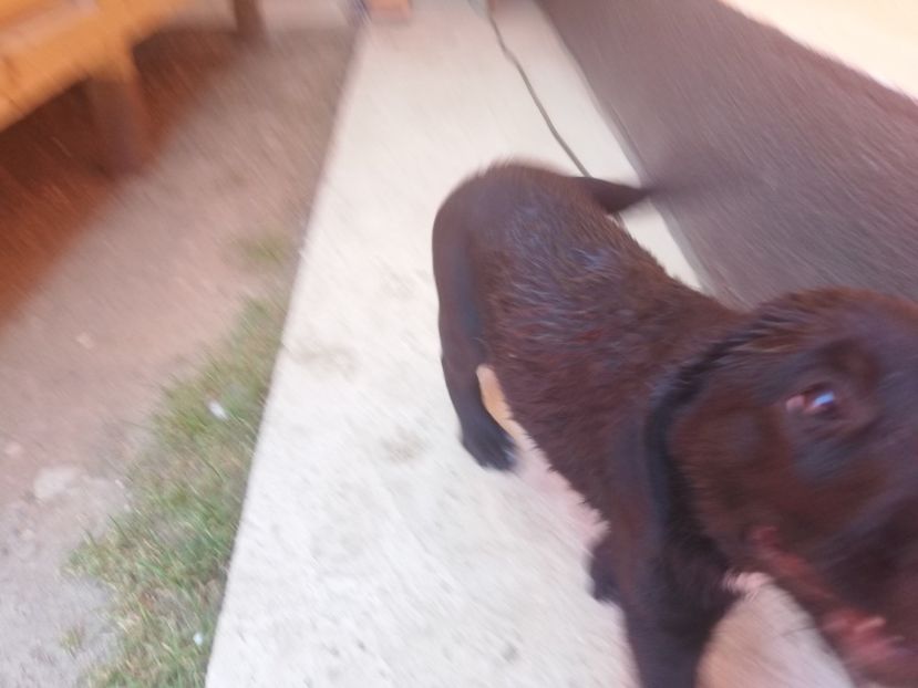  - 2020-Paznicul porumbeiilor