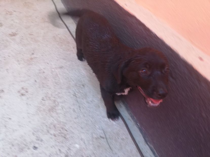  - 2020-Paznicul porumbeiilor