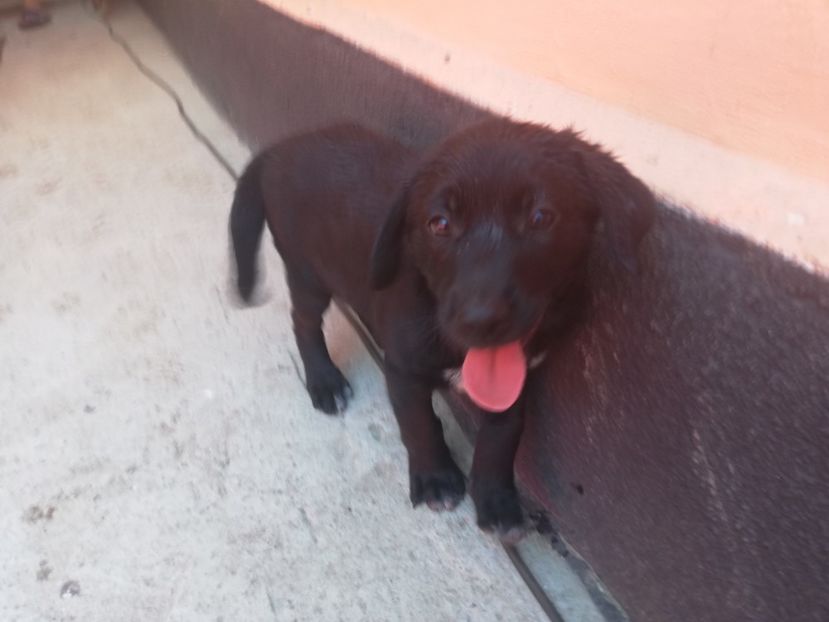  - 2020-Paznicul porumbeiilor