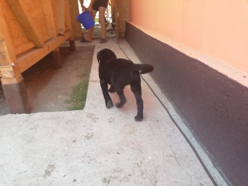  - 2020-Paznicul porumbeiilor