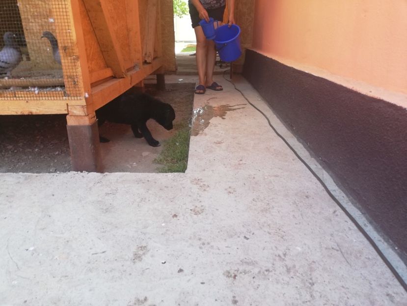  - 2020-Paznicul porumbeiilor