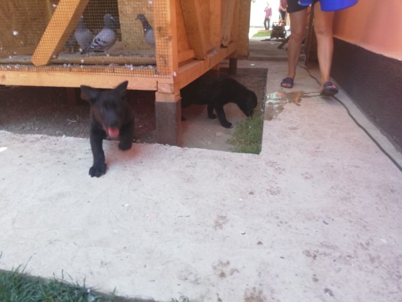  - 2020-Paznicul porumbeiilor