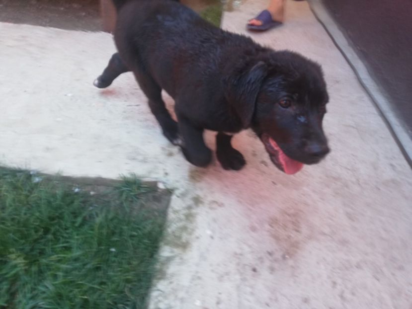  - 2020-Paznicul porumbeiilor