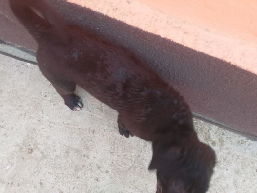  - 2020-Paznicul porumbeiilor