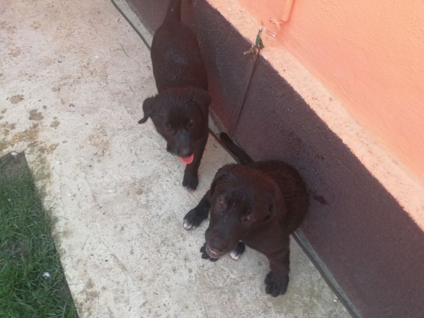  - 2020-Paznicul porumbeiilor