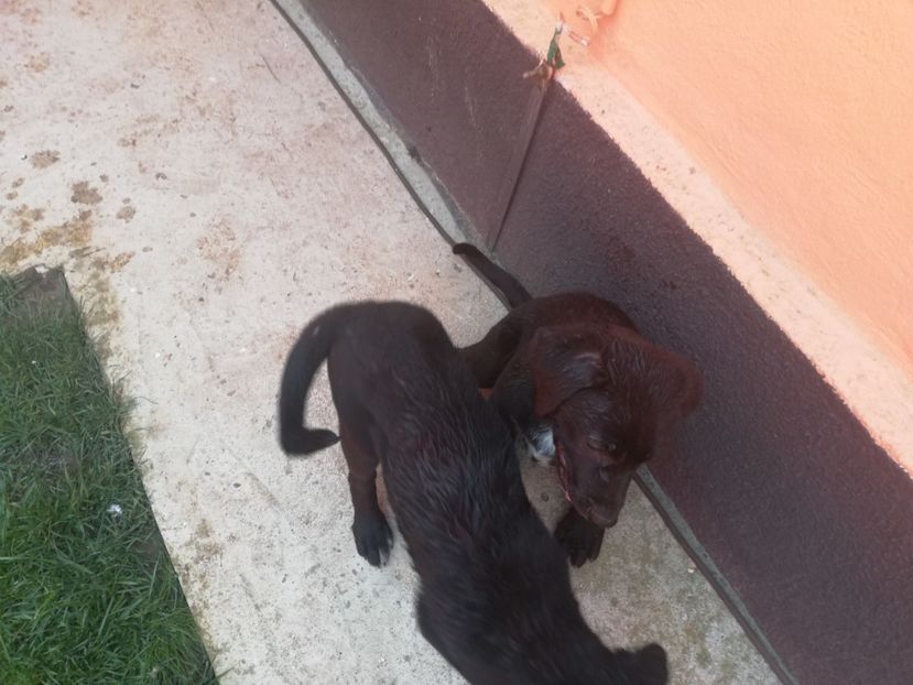  - 2020-Paznicul porumbeiilor