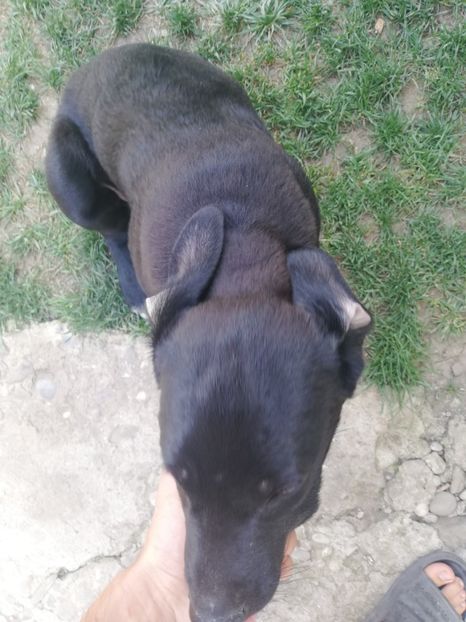  - 2020-Paznicul porumbeiilor