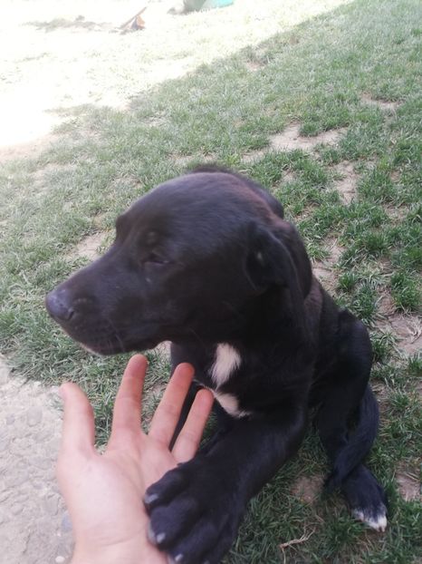  - 2020-Paznicul porumbeiilor