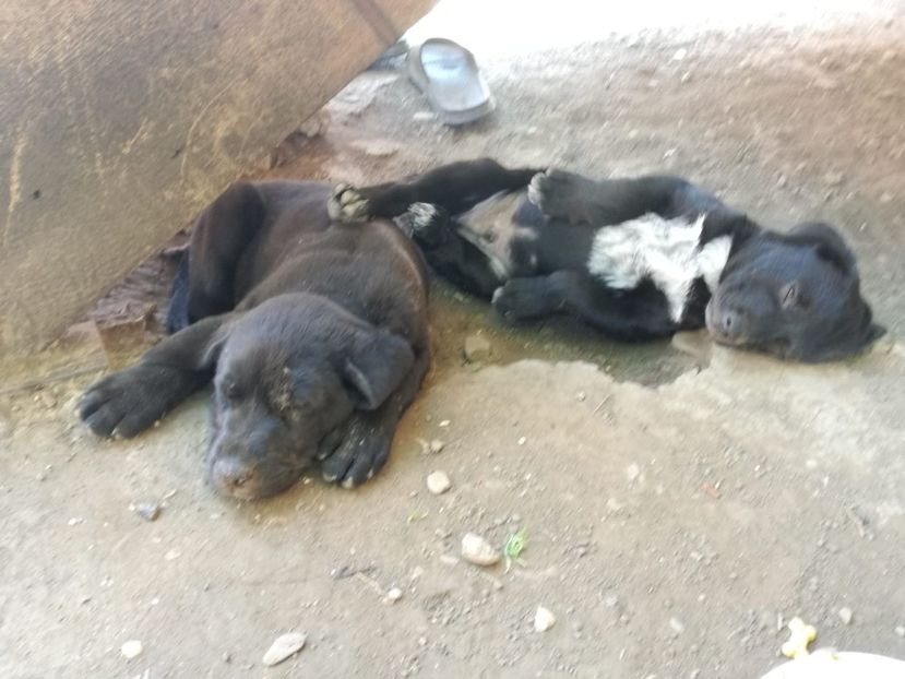 IMG-20200625-WA0003 - 2020-Paznicul porumbeiilor