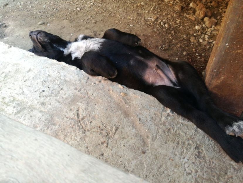 IMG-20200626-WA0021 - 2020-Paznicul porumbeiilor