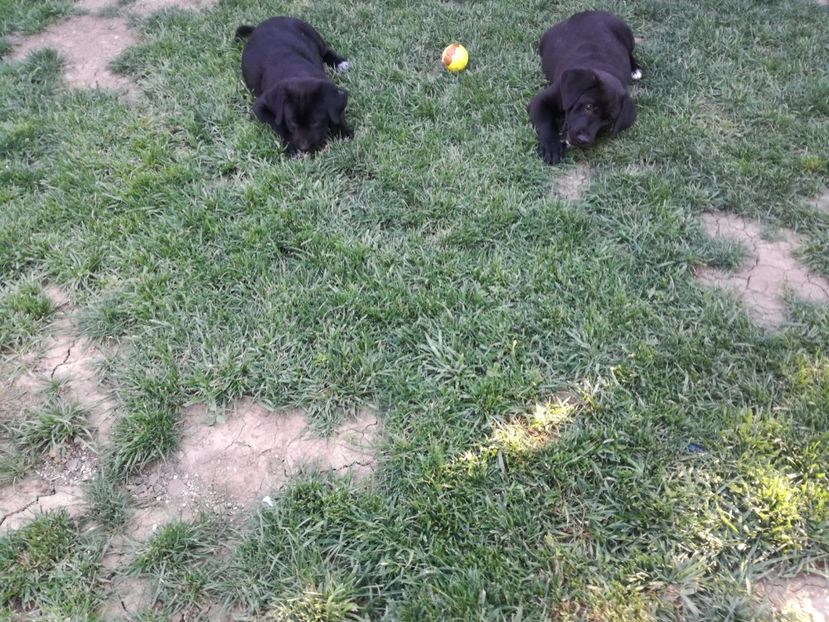 IMG-20200626-WA0028 - 2020-Paznicul porumbeiilor