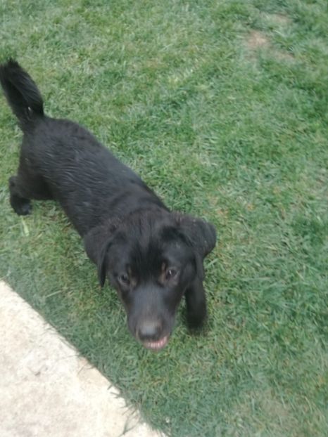 IMG-20200705-WA0027 - 2020-Paznicul porumbeiilor