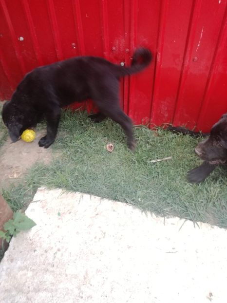 IMG-20200705-WA0028 - 2020-Paznicul porumbeiilor