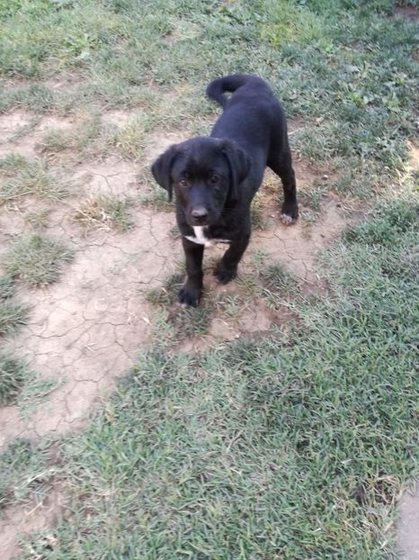 IMG-20200708-WA0012 - 2020-Paznicul porumbeiilor