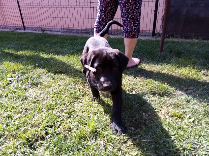 IMG-20200715-WA0004 - 2020-Paznicul porumbeiilor