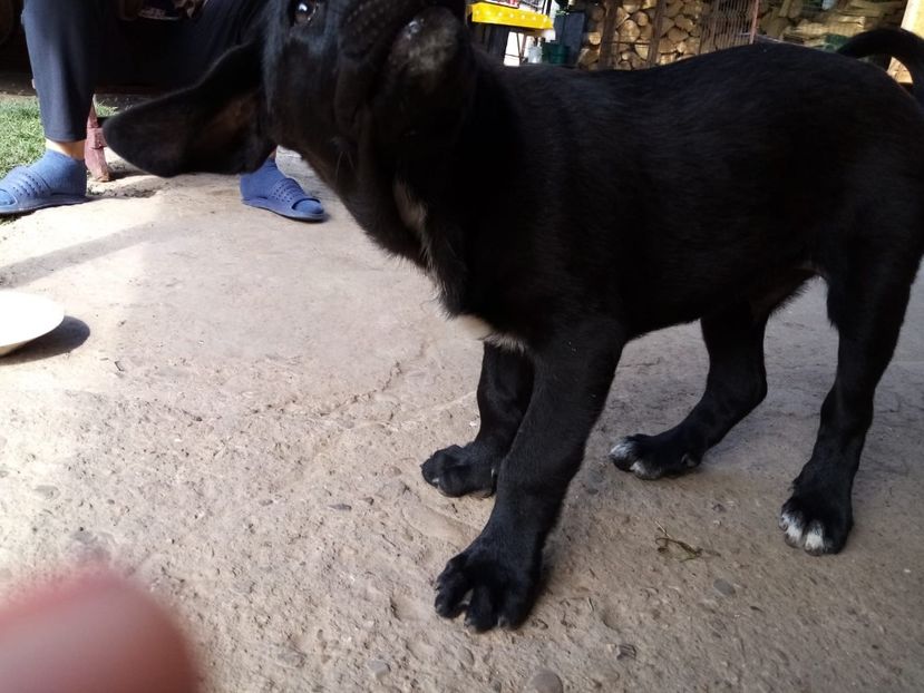 IMG-20200715-WA0016 - 2020-Paznicul porumbeiilor