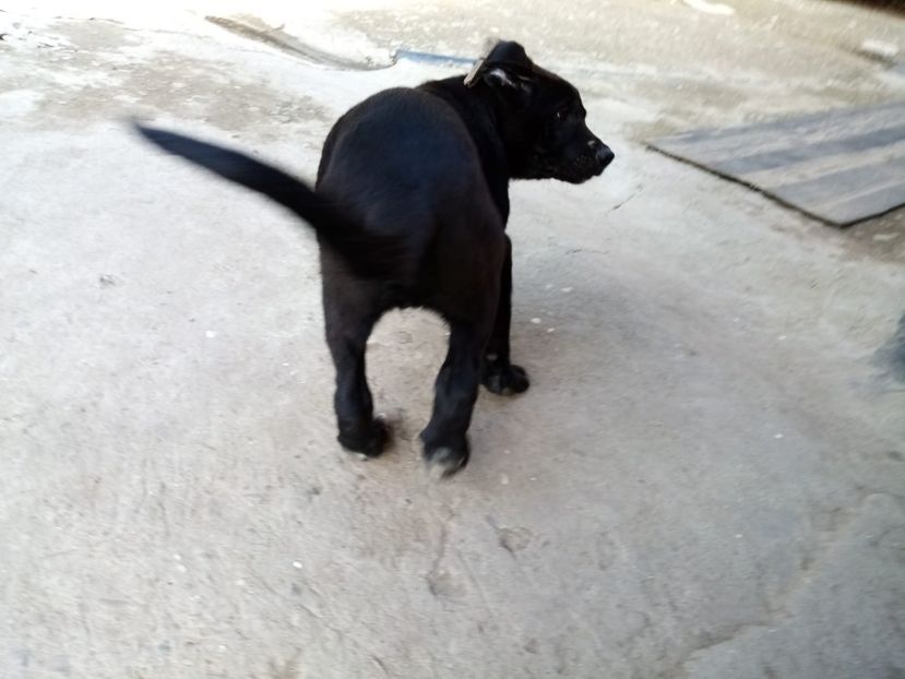 IMG-20200715-WA0019 - 2020-Paznicul porumbeiilor