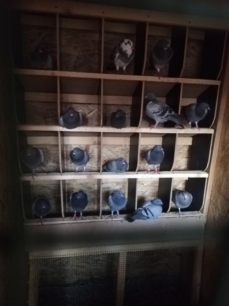  - 2020- -Diverse 2020