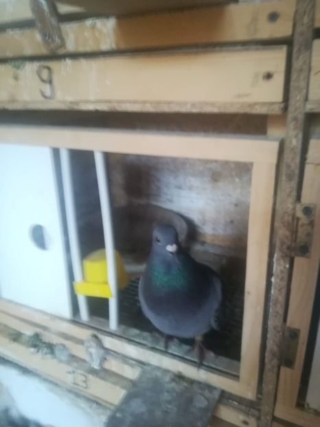 IMG-20200711-WA0017 - 2020- -Diverse 2020