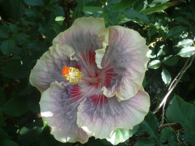 25.07.2020 - HIBISCUSI 2020-2