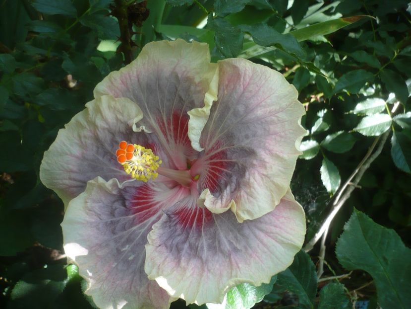 P1450136 - HIBISCUSI 2020-2