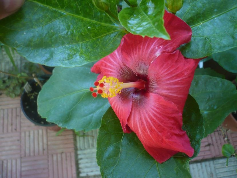 P1450137 - HIBISCUSI 2020-2