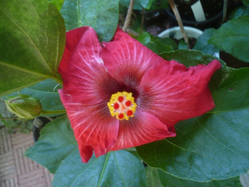 P1450138 - HIBISCUSI 2020-2