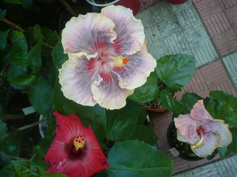 P1450142 - HIBISCUSI 2020-2