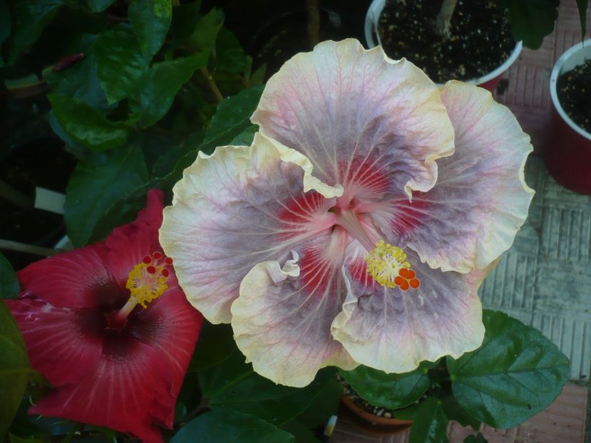 P1450143 - HIBISCUSI 2020-2