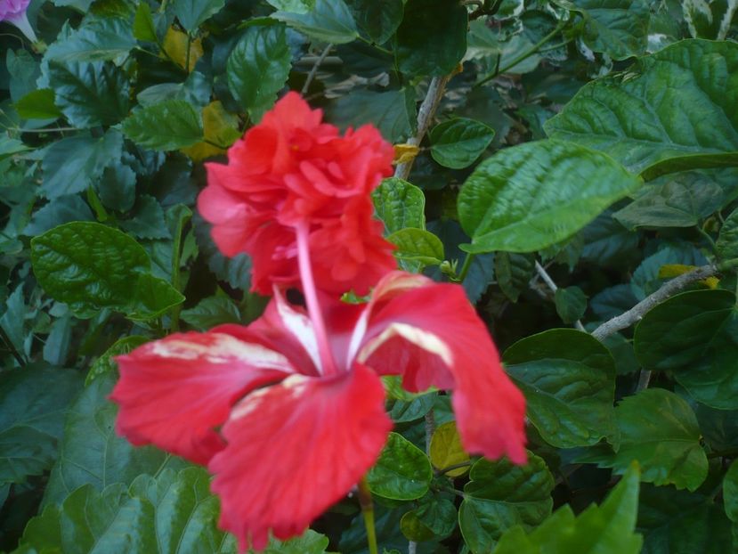 P1450146 - HIBISCUSI 2020-2