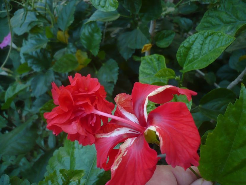 P1450147 - HIBISCUSI 2020-2