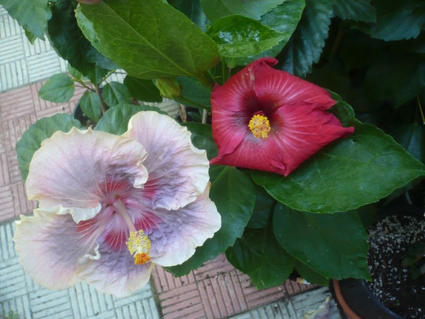 P1450148 - HIBISCUSI 2020-2