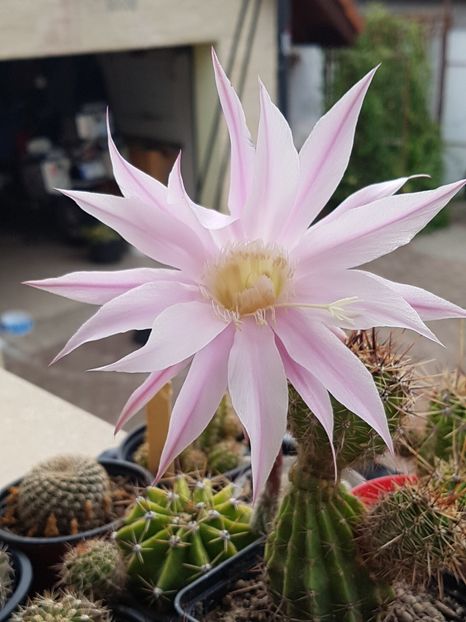 Echinopsis Oxygona - Echinopsis