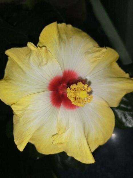  - Hibiscus