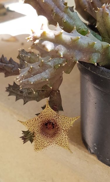 Huernia hystrix - Stapeliade 2018-2021-2022-2024-2025