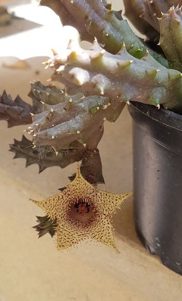 Huernia hystrix - Stapeliade 2018-2021-2022