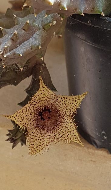 Huernia hystrix - Stapeliade 2018-2021-2022-2024-2025