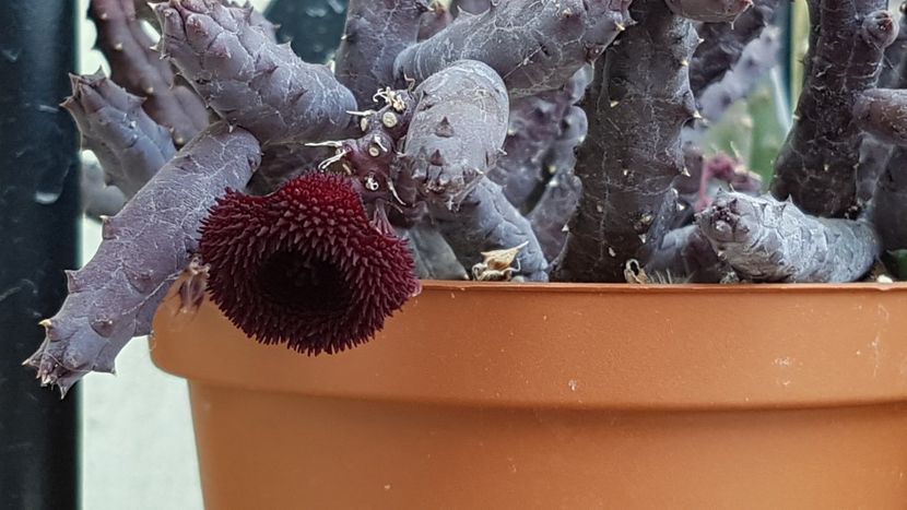 Huernia pendula - Stapeliade 2018-2021-2022-2024-2025