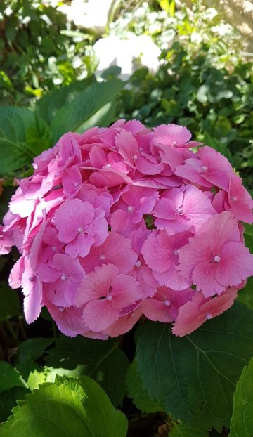 Hortensia macrophylla - Iulie 2020