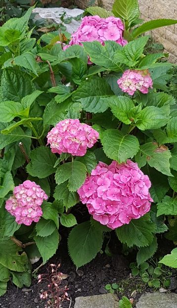 Hortensia macrophylla - Iulie 2020