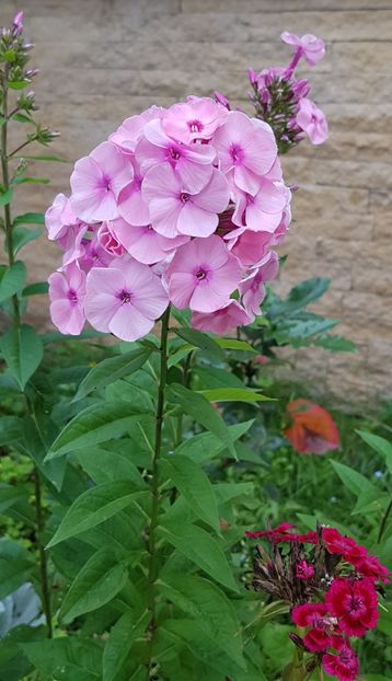 Phlox - Iulie 2020