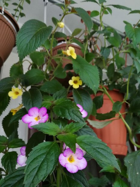  - Achimenes 2020