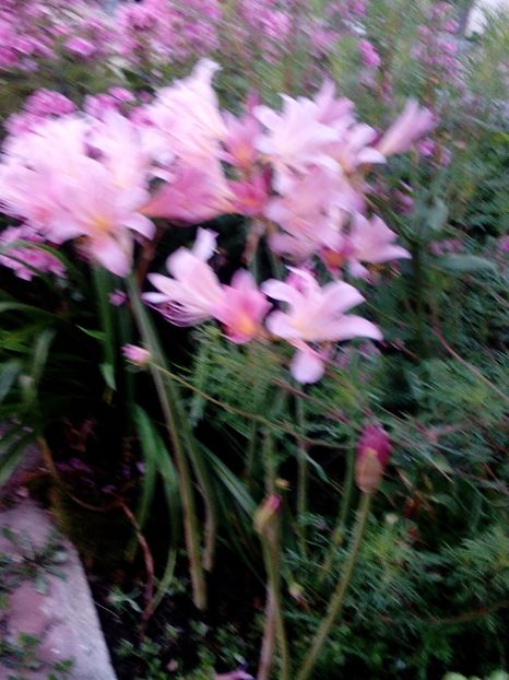  - 2020 Iulie parfumat