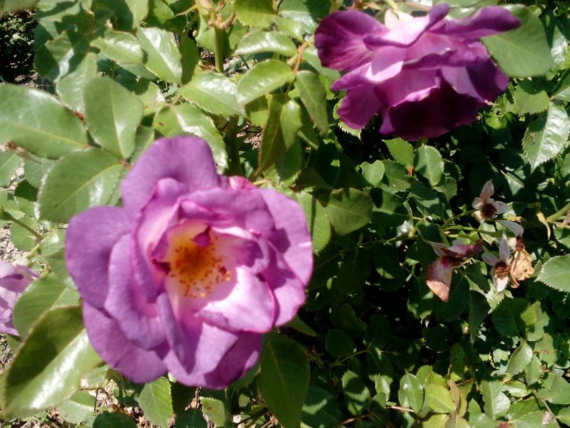  - 2020 Iulie parfumat