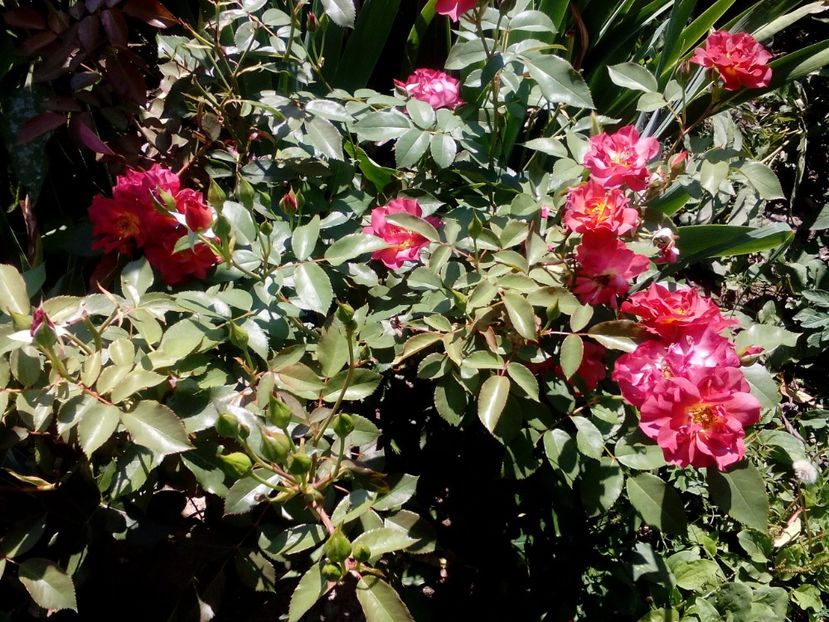  - 2020 Iulie parfumat